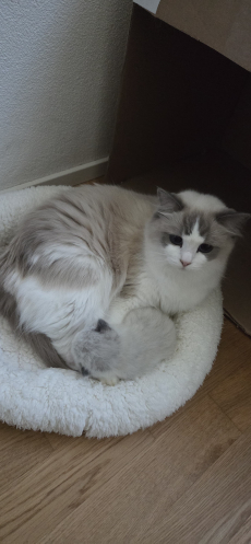Wunderschöner Deckkater – Blue Bicolor – Perfekt für Zucht