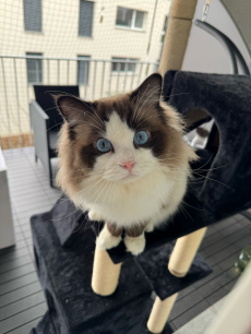 Wunderschöner Deckkater – Blue Bicolor – Perfekt für Zucht