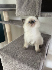 Zuckersüsse, reinrassige Ragdoll Kitten 