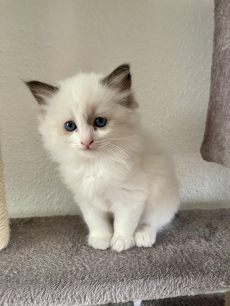 Zuckersüsse, reinrassige Ragdoll Kitten 
