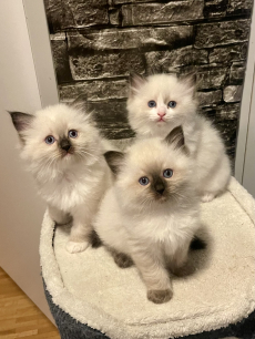 Zuckersüsse, reinrassige Ragdoll Kitten 