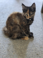 Maine Coon Kitten mit herausragendem Stammbaum