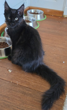 Maine Coon Kitten mit herausragendem Stammbaum
