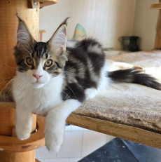 Maine Coon Kitten mit herausragendem Stammbaum