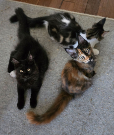 Maine Coon Kitten mit herausragendem Stammbaum