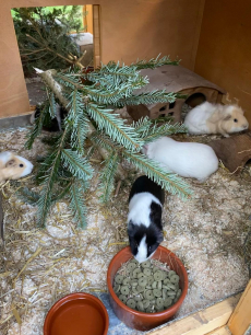 Meerschweinchen-Ferienbetreuung