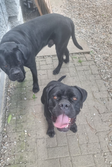 Reinrassiger Cane Corso Rüde sucht liebevolles Zuhause