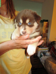 4 lebhafte, süsse Husky-Mix Welpen abzugeben