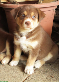 4 lebhafte, süsse Husky-Mix Welpen abzugeben