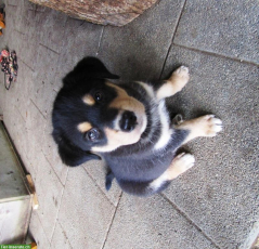 4 lebhafte, süsse Husky-Mix Welpen abzugeben