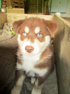 4 lebhafte, süsse Husky-Mix Welpen abzugeben