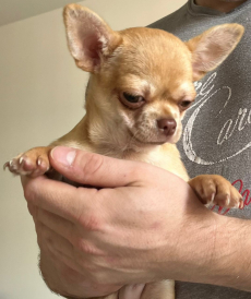Chihuahua zwei Welpen 