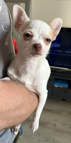 Chihuahua zwei Welpen 