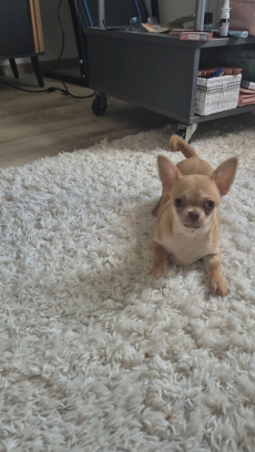 Chihuahua zwei Welpen 