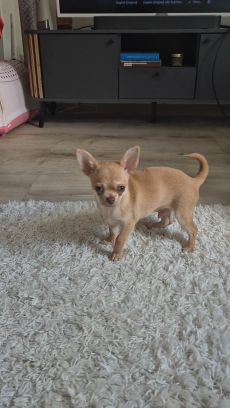 Chihuahua zwei Welpen 
