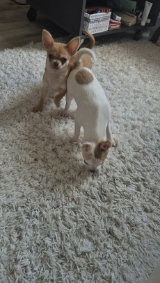 Chihuahua zwei Welpen 