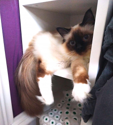 Deckkater Heilige Birma