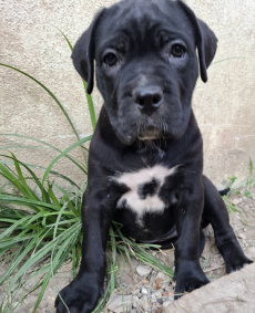 Gesunde Cane Corso Welpen reinrassig geboren am 4. Juli 25