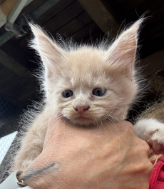 Maine Coon Babys