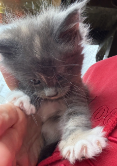 Maine Coon Babys