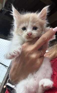 Maine Coon Babys