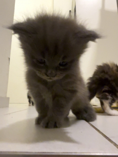 Maine Coon Babys