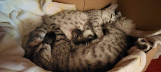 Ägyptisch mau mix kitten ab 24.11.25 abzugeben