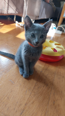 Reinrassige Russisch Blau katze 