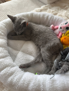 Reinrassige Russisch Blau katze 