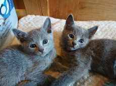 Reinrassige Russisch Blau katze 