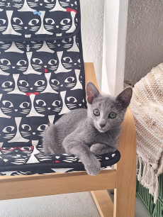 Reinrassige Russisch Blau katze 