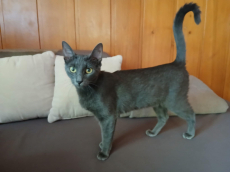 Russisch Blau katze 