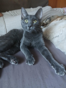 Russisch Blau katze 
