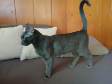 Russisch Blau katze 