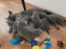 Bezaubernde und anhängliche BKH Kitten in beliebter Farbe blue