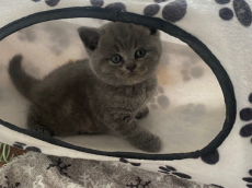 Bezaubernde und anhängliche BKH Kitten in beliebter Farbe blue
