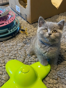 Bezaubernde und anhängliche BKH Kitten in beliebter Farbe blue