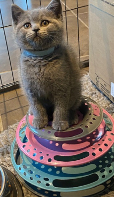 Bezaubernde und anhängliche BKH Kitten in beliebter Farbe blue