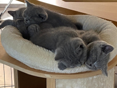 Bezaubernde und anhängliche BKH Kitten in beliebter Farbe blue