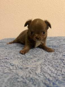 Chihuahua Welpen 