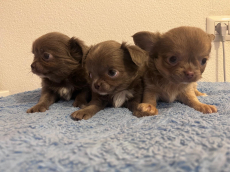 Chihuahua Welpen 