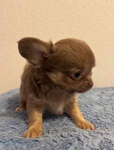 Chihuahua Welpen 