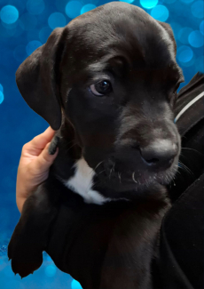 Gesunde Cane Corso Welpen reinrassig jetzt abgabebereit