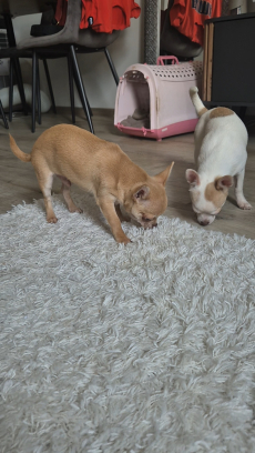 Chihuahua zwei Welpen 