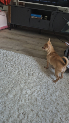 Chihuahua zwei Welpen 