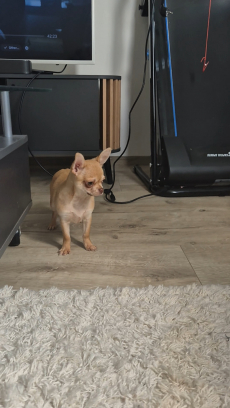 Chihuahua zwei Welpen 
