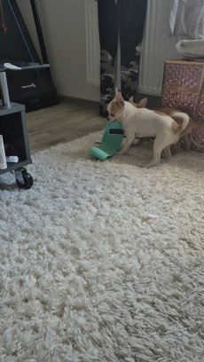 Chihuahua zwei Welpen 
