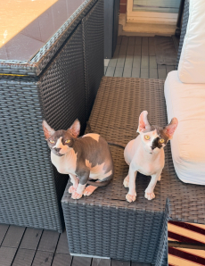 Wunderschöne reinrassige Sphynx-Elf Katzen