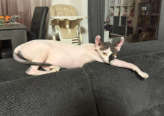 Wunderschöne reinrassige Sphynx-Elf Katzen