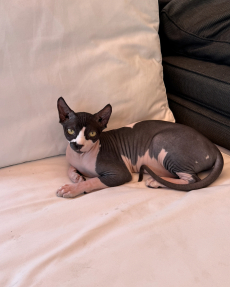 Wunderschöne reinrassige Sphynx-Elf Katzen
